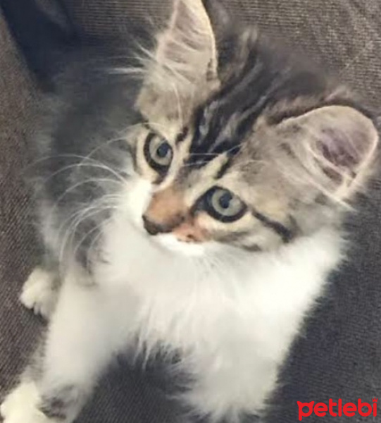 Tekir Kedi, Kedi  Boncuk fotoğrafı