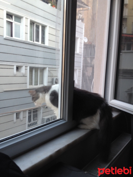 Tekir Kedi, Kedi  HAYLAZ fotoğrafı