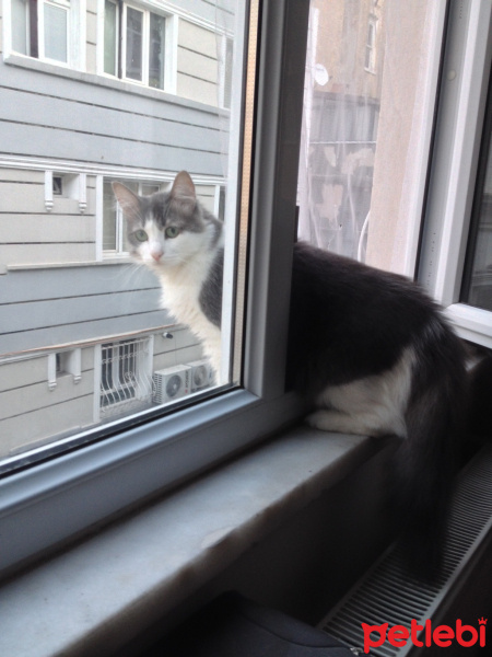 Tekir Kedi, Kedi  HAYLAZ fotoğrafı