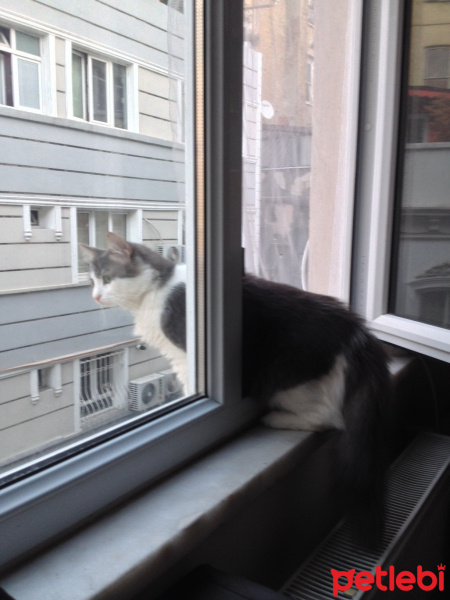 Tekir Kedi, Kedi  HAYLAZ fotoğrafı
