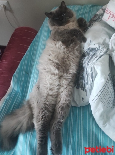 British Shorthair, Kedi  Duman fotoğrafı