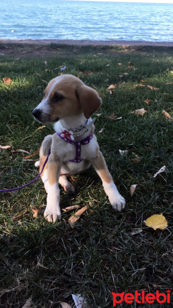 Sokö (Sokak Köpeği), Köpek  Sütlü fotoğrafı