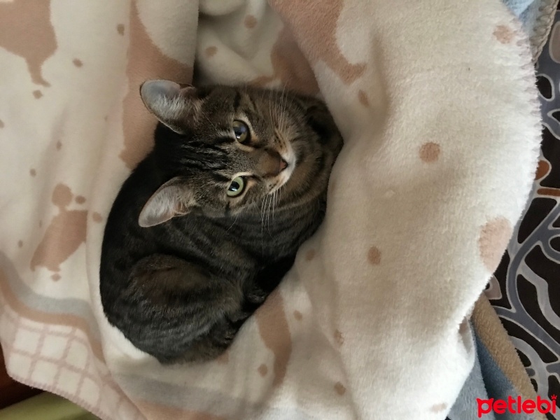 Tekir Kedi, Kedi  Naime fotoğrafı