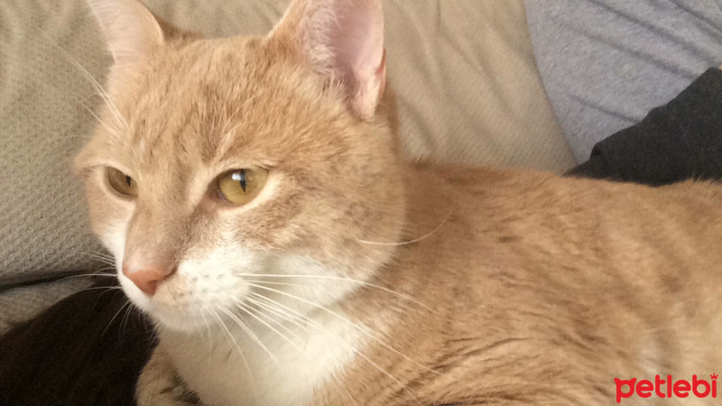 Tekir Kedi, Kedi  Ponçik fotoğrafı