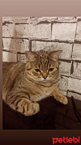 British Shorthair, Kedi  Tarçın fotoğrafı