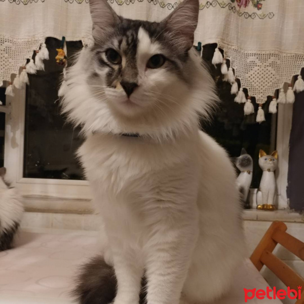 Tekir Kedi, Kedi  Atlas fotoğrafı