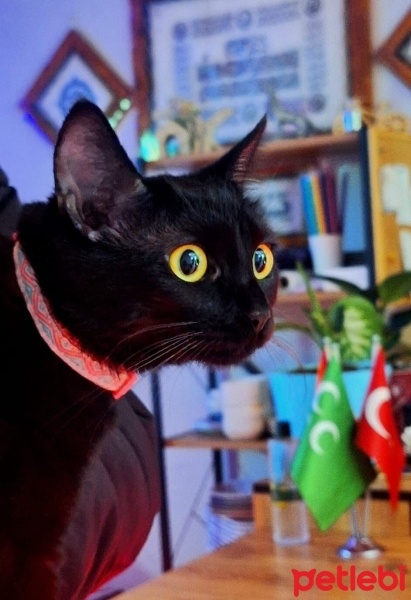 Bombay, Kedi  ŞANS fotoğrafı
