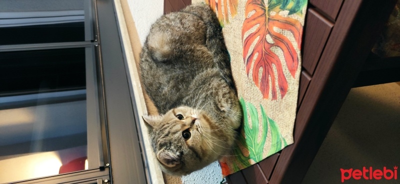 British Longhair, Kedi  Lila fotoğrafı