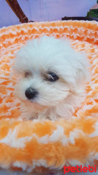 Maltese, Köpek  şeker fotoğrafı
