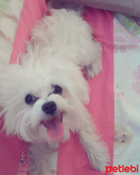Maltese, Köpek  şeker fotoğrafı
