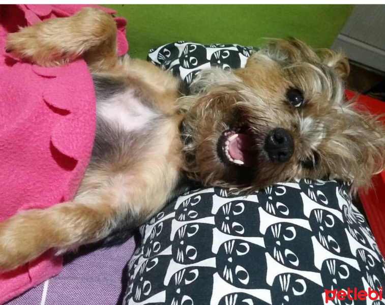 Yorkshire Terrier, Köpek  Betty fotoğrafı