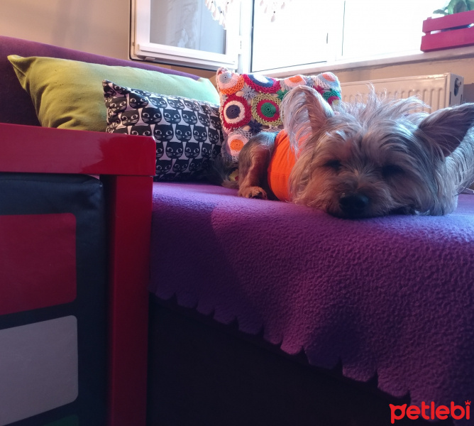 Yorkshire Terrier, Köpek  Betty fotoğrafı