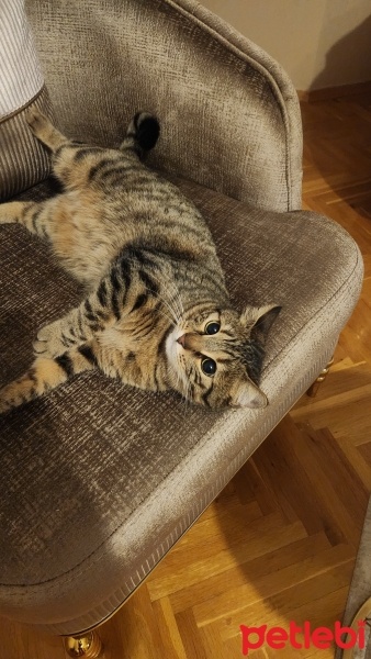 Tekir Kedi, Kedi  Tarçın fotoğrafı