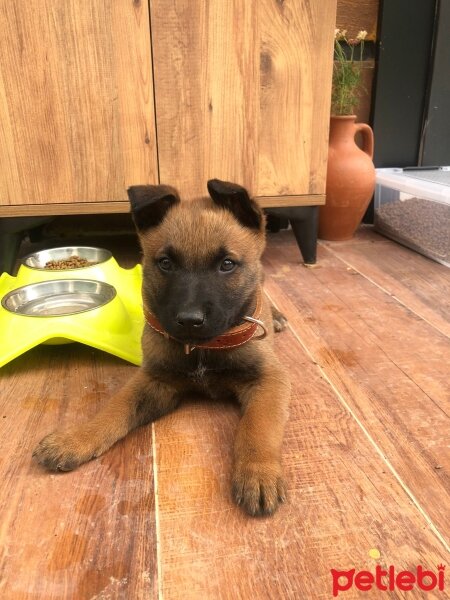 Belçika Malinois, Köpek  oscar ormancı fotoğrafı