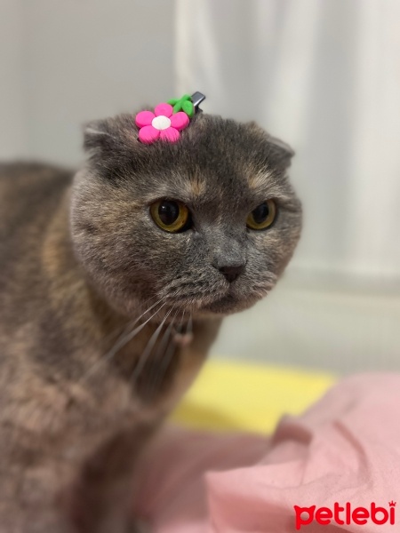 Scottish Fold, Kedi  Duman fotoğrafı