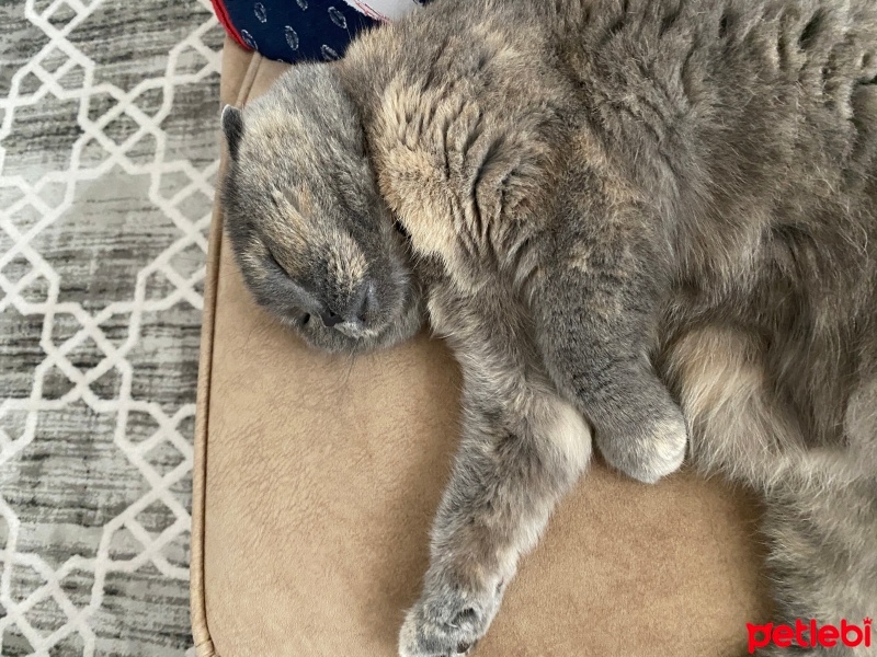 Scottish Fold, Kedi  Duman fotoğrafı