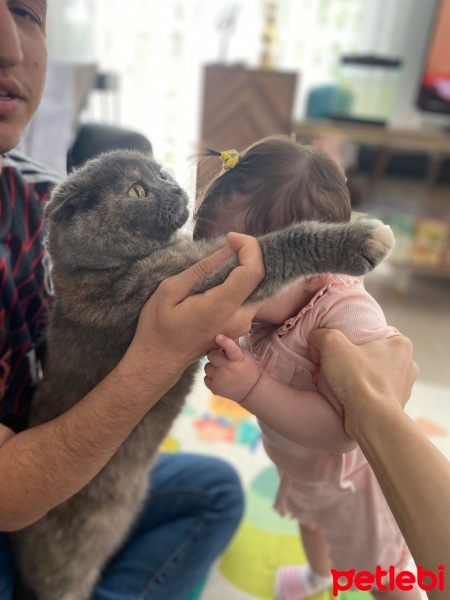 Scottish Fold, Kedi  Duman fotoğrafı
