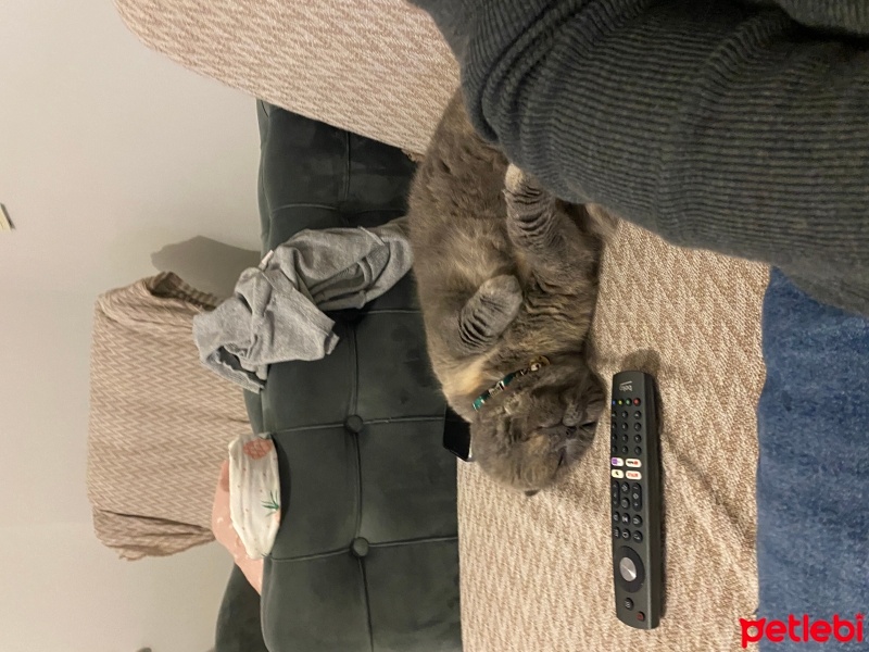 Scottish Fold, Kedi  Duman fotoğrafı