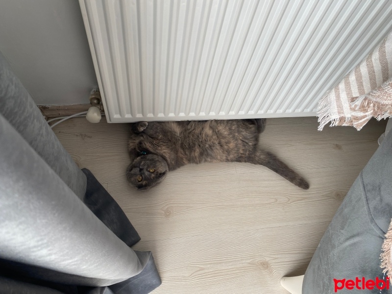 Scottish Fold, Kedi  Duman fotoğrafı