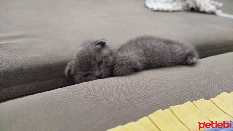 Scottish Fold, Kedi  Akad fotoğrafı