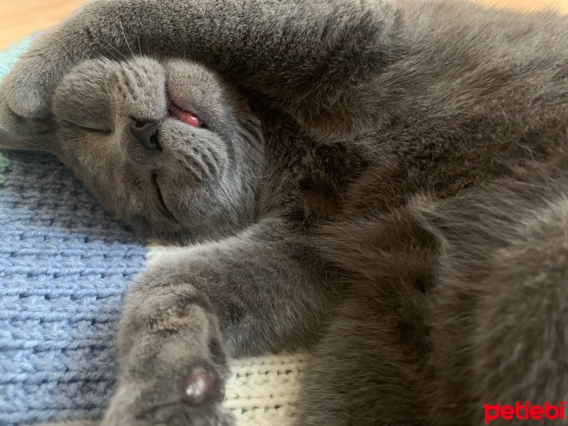 British Shorthair, Kedi  Merlin fotoğrafı