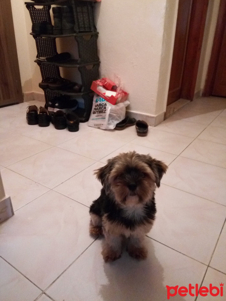 Yorkshire Terrier, Köpek  Karagöz fotoğrafı