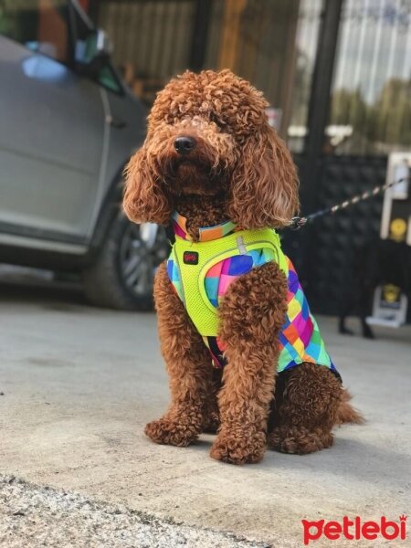 Poodle(Standart Kaniş), Köpek  Kinder fotoğrafı