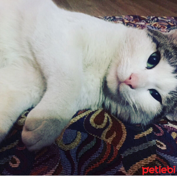 Tekir Kedi, Kedi  Sütlaç  fotoğrafı