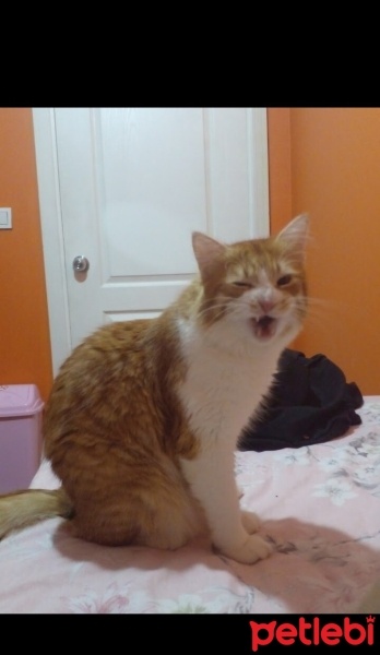 Sarman, Kedi  Behlül fotoğrafı