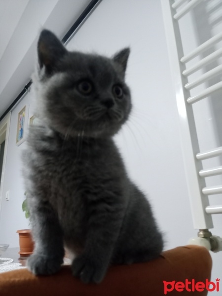 British Shorthair, Kedi  British shorthair fotoğrafı