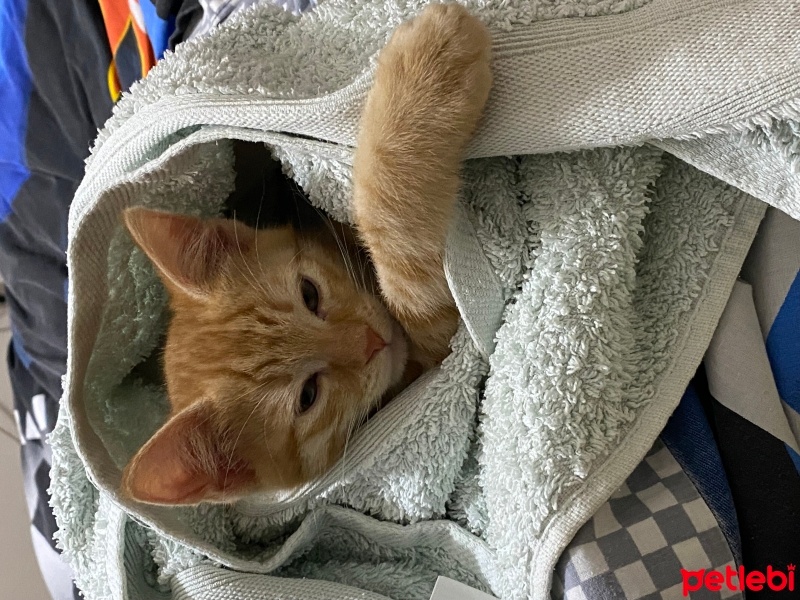 Sarman, Kedi  Turuncu oğlan fotoğrafı
