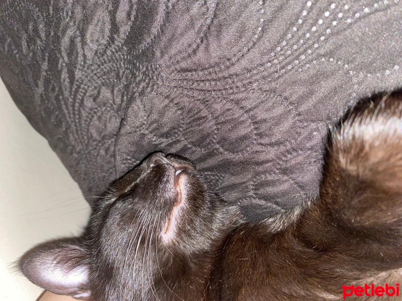 Bombay, Kedi  Karamia fotoğrafı