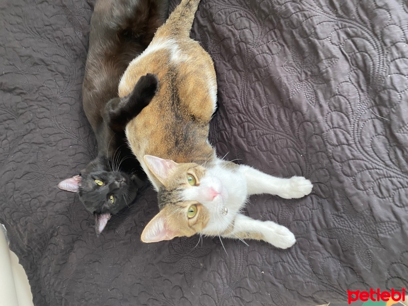 Bombay, Kedi  Karamia fotoğrafı
