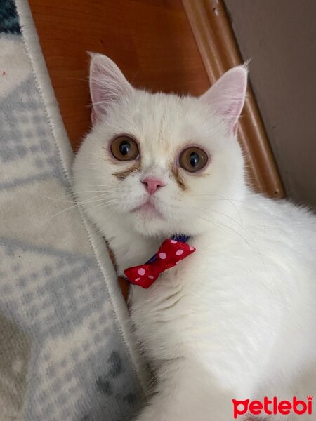 Brazilian Shorthair, Kedi  Lina fotoğrafı