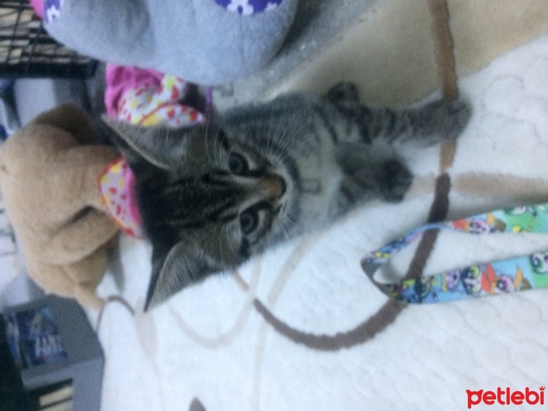 Tekir Kedi, Kedi  Minik yavru fotoğrafı