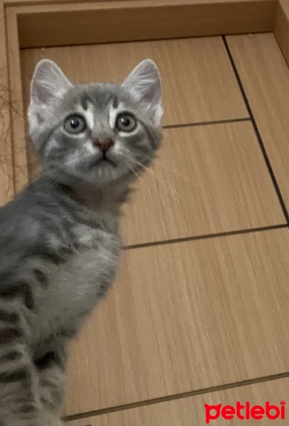 Tekir Kedi, Kedi  Sushi fotoğrafı