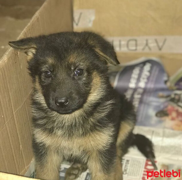 Alman Spanieli, Köpek  Rüzgar fotoğrafı