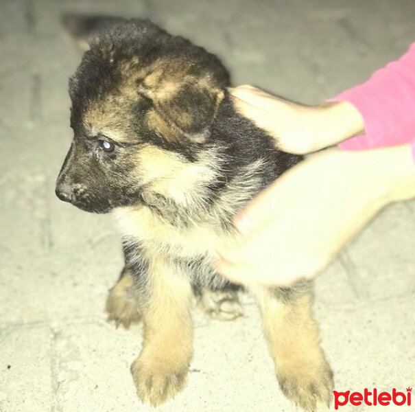 Alman Spanieli, Köpek  Rüzgar fotoğrafı