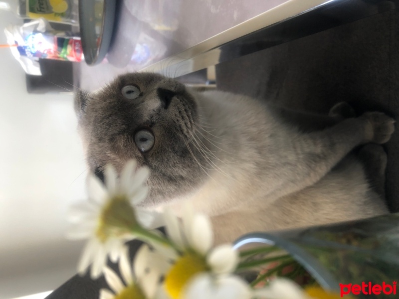 Scottish Fold, Kedi  Sütlaç fotoğrafı