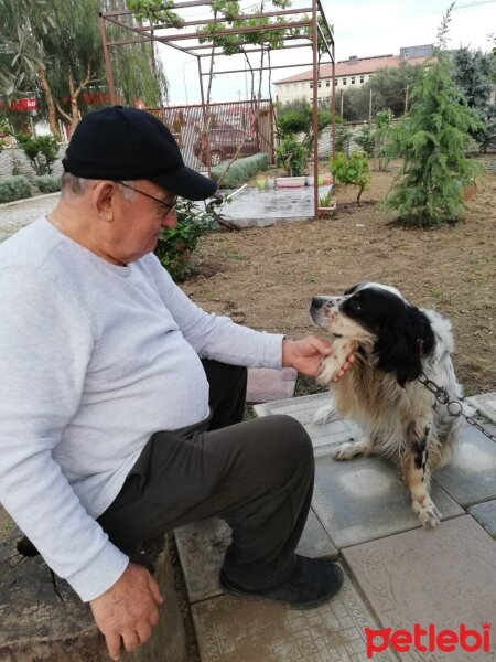 İngiliz Setter, Köpek  Lucky fotoğrafı