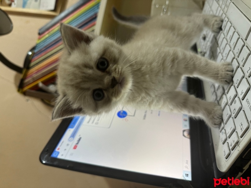 British Shorthair, Kedi  Bidon fotoğrafı