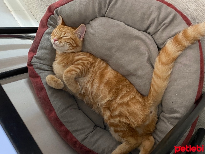 Sarman, Kedi  Porti fotoğrafı