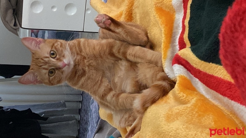 Sarman, Kedi  Porti fotoğrafı
