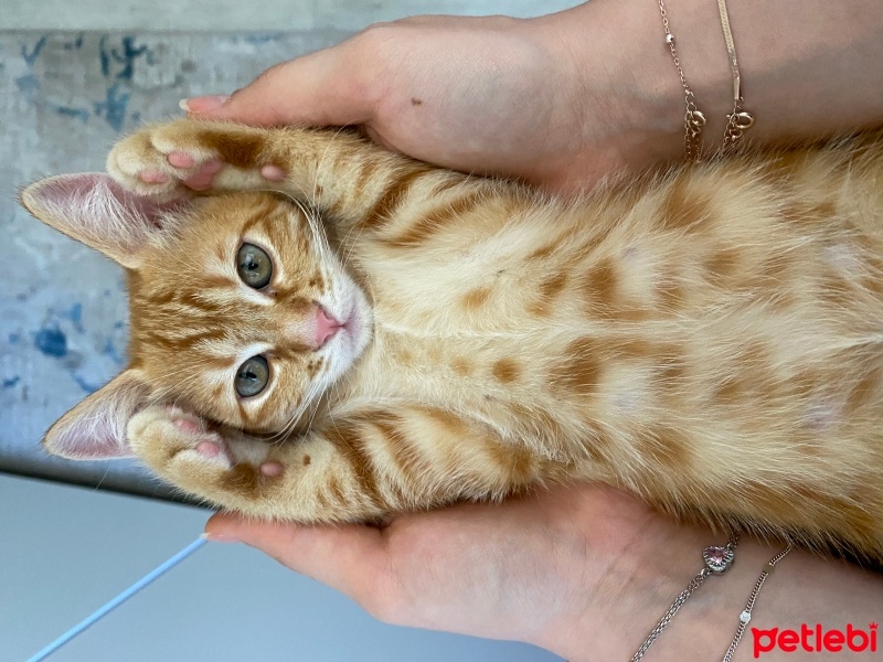 Sarman, Kedi  Porti fotoğrafı