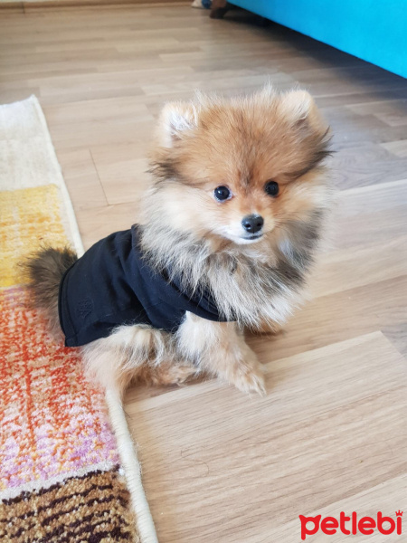 Pomeranyalı, Köpek  Pasha fotoğrafı
