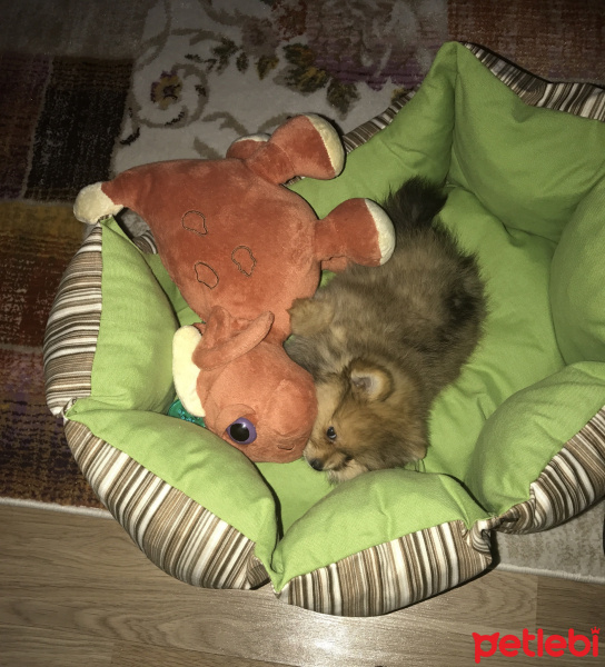 Pomeranyalı, Köpek  Pasha fotoğrafı