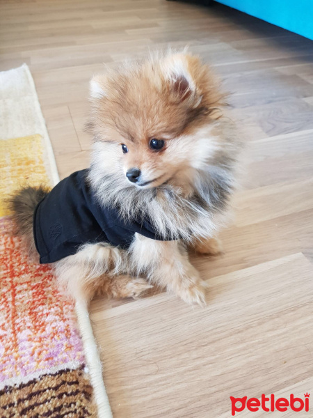 Pomeranyalı, Köpek  Pasha fotoğrafı