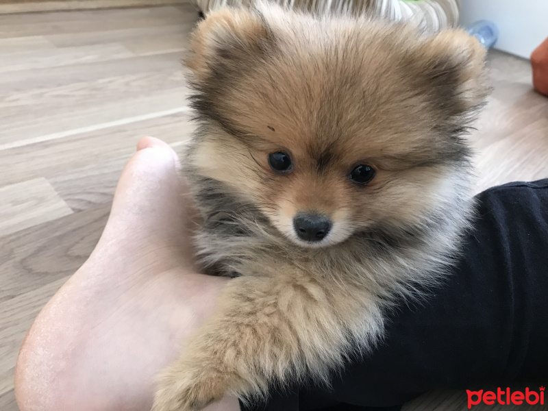 Pomeranyalı, Köpek  Pasha fotoğrafı