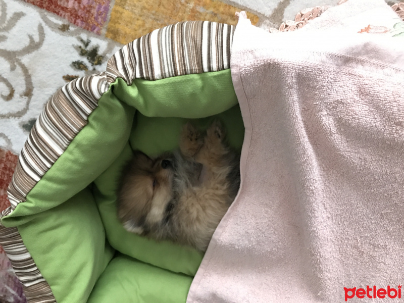 Pomeranyalı, Köpek  Pasha fotoğrafı