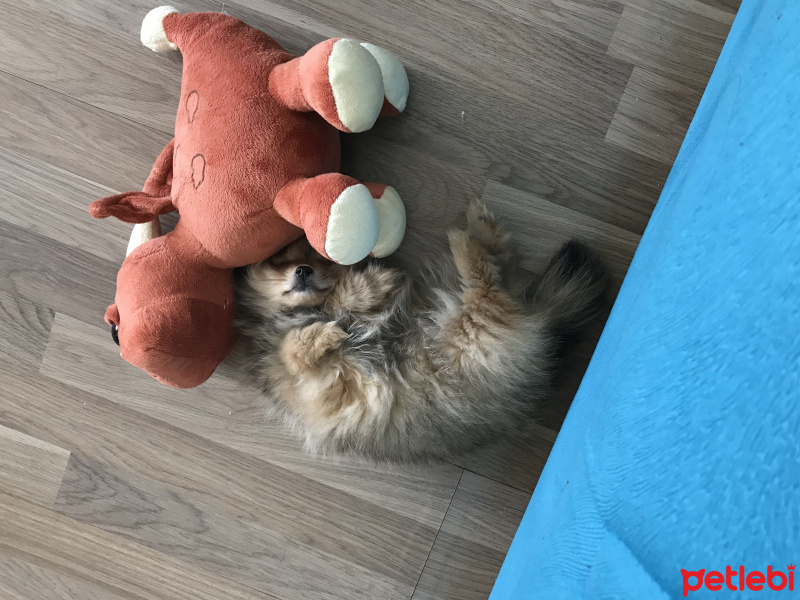 Pomeranyalı, Köpek  Pasha fotoğrafı
